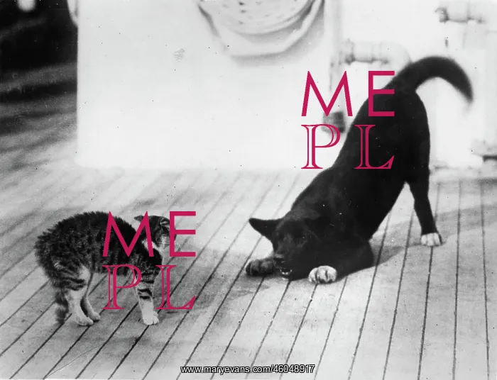 : Dog and cat fight : Dog and cat fight
