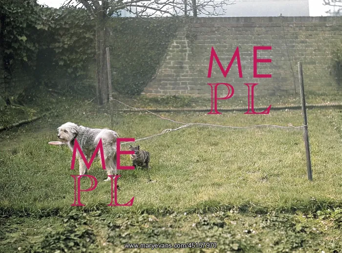 : DOG AND CAT IN A GARDEN : DOG AND CAT IN A GARDEN