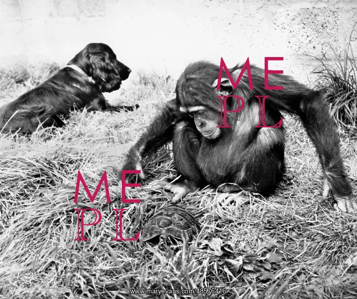  : Dog and chimpanzee