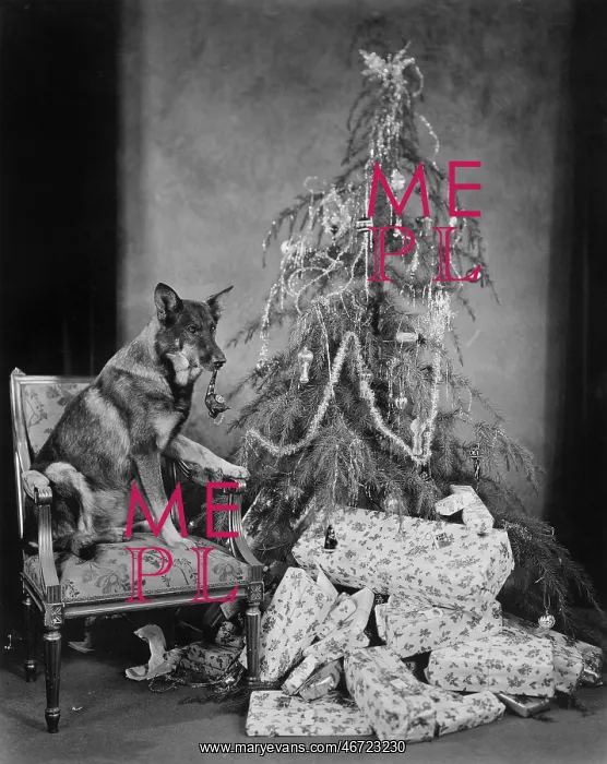: Dog with Christmas tree and presents : Dog with Christmas tree and presents
