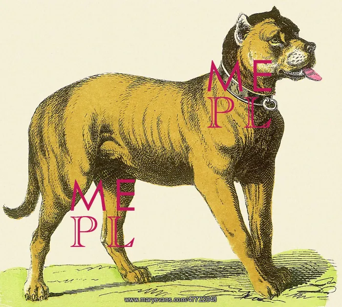  : Dog in Collar