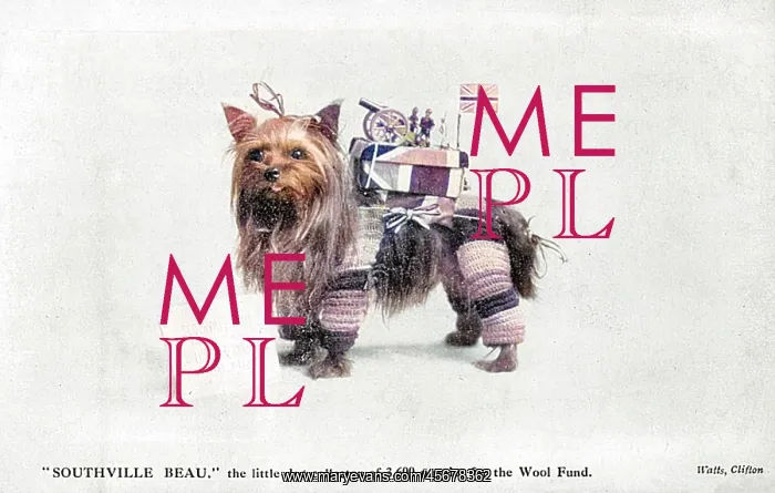 : Dog Collects for Wool : Dog Collects for Wool