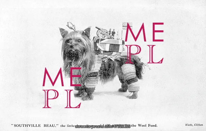 : Dog Collects for Wool : Dog Collects for Wool
