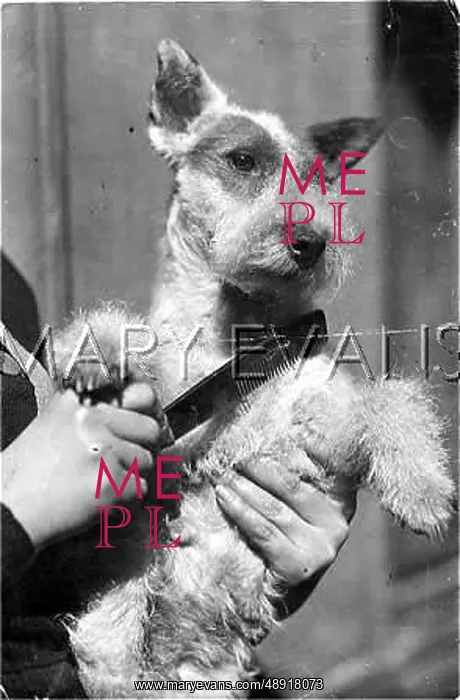  : DOG BEING COMBED