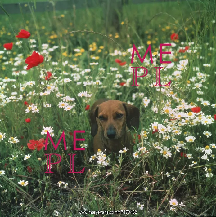 : Dog in Daisy Field : Dog in Daisy Field