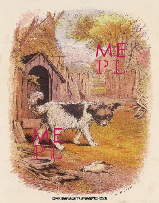 : DOG AND DEAD BIRD : DOG AND DEAD BIRD