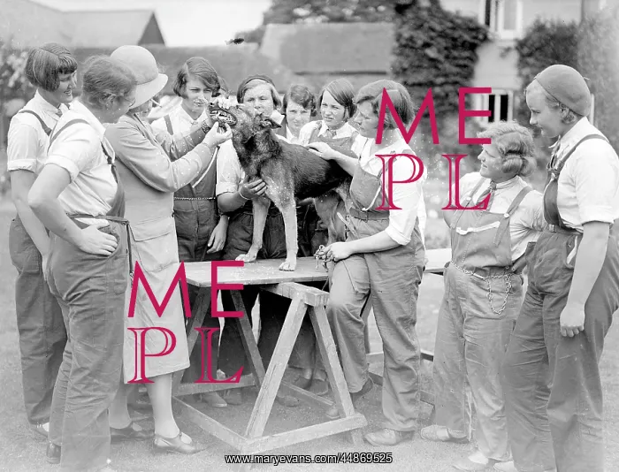 : DOG DENTIST 1930S : DOG DENTIST 1930S