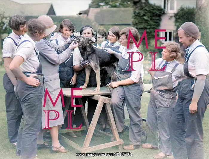 : DOG DENTIST 1930S : DOG DENTIST 1930S