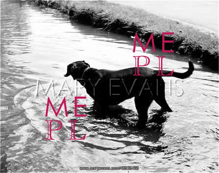  : A DOG TAKE A DIP