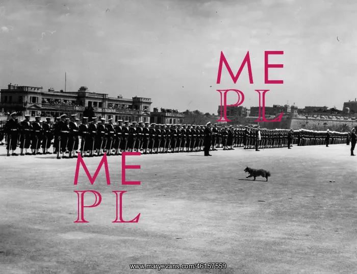 : Dog distraction at parade during royal visit, Malta : Dog distraction at parade during royal visit, Malta