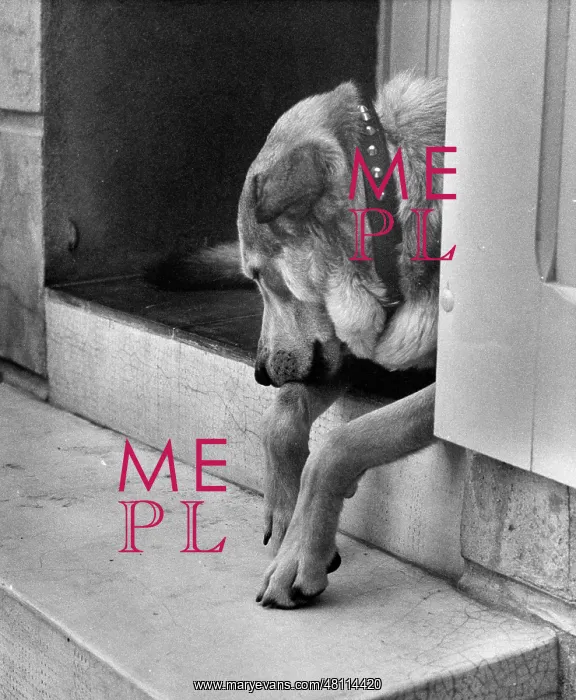 : Dog in a doorway : Dog in a doorway