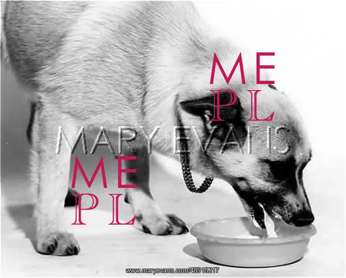  : A DOG HAS A DRINK