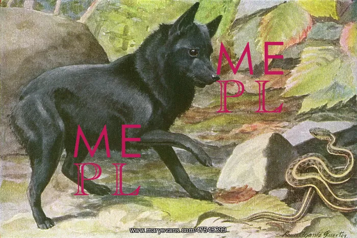 : A dog encounters a snake : A dog encounters a snake