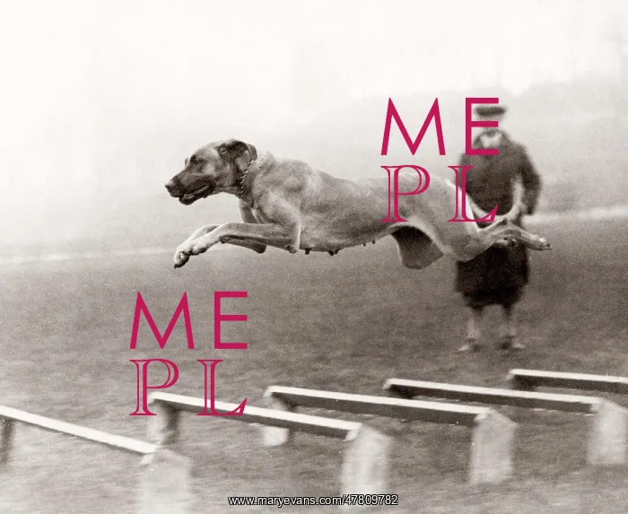  : Dog in full flight over hurdles, 1933