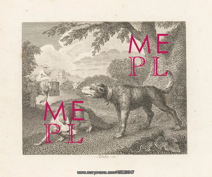 : The Dog and the Fox : The Dog and the Fox