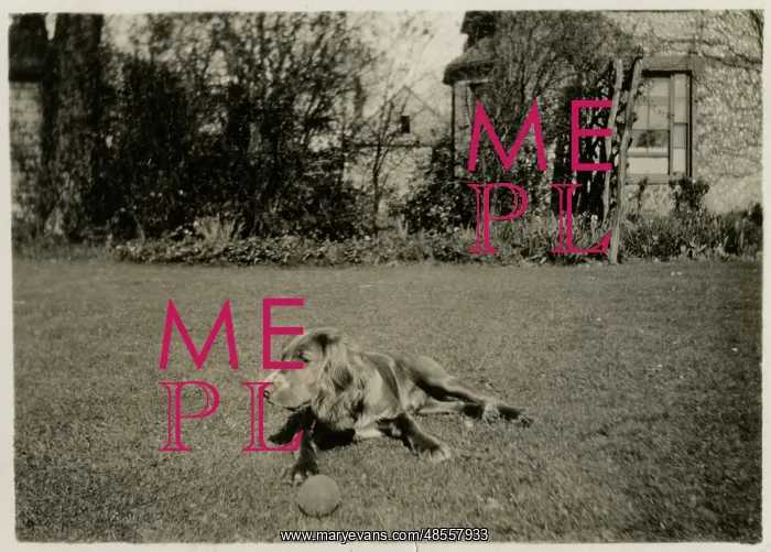  : Dog in a garden with a ball