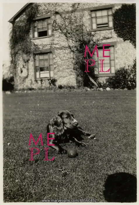  : Dog in a garden with a ball