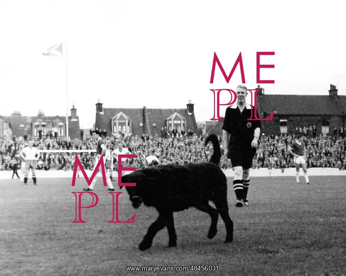 : DOG GETS SENT OFF! : DOG GETS SENT OFF!
