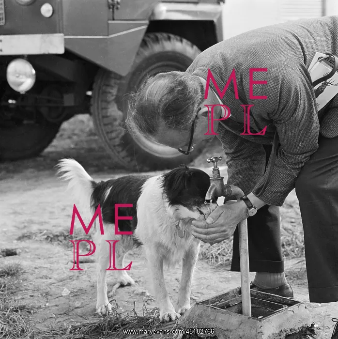 : Dog Getting A Drink : Dog Getting A Drink