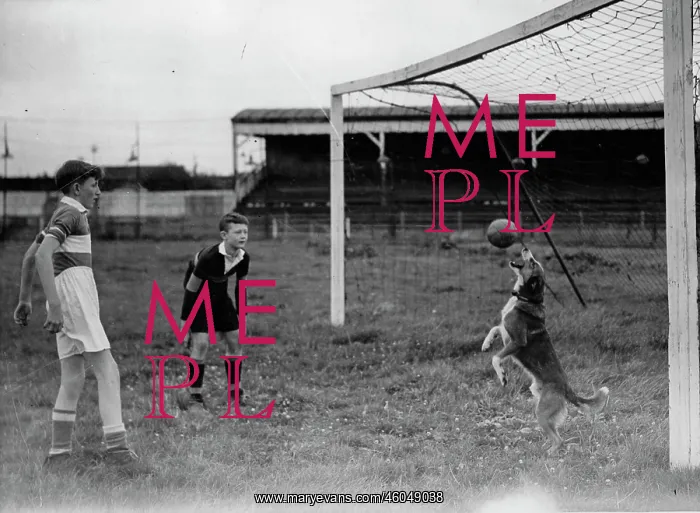 : Dog goalie : Dog goalie