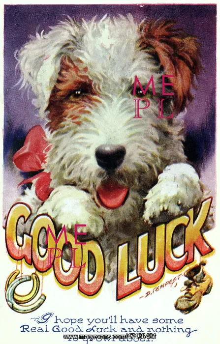 : DOG GOOD LUCK CARD : DOG GOOD LUCK CARD