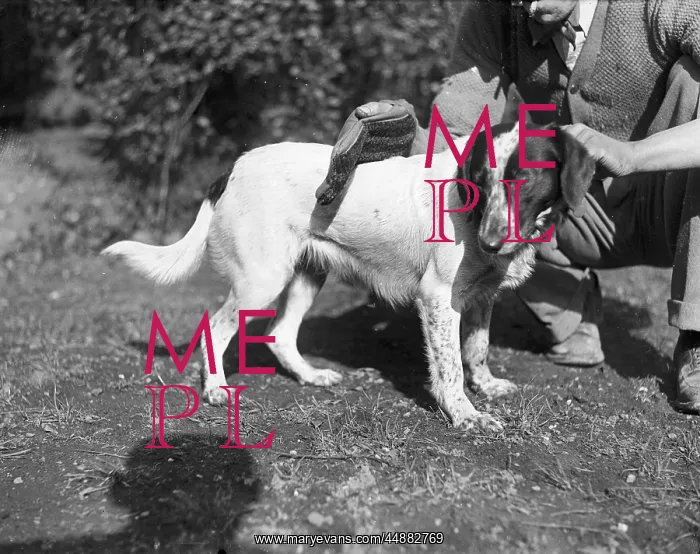  : DOG BEING GROOMED