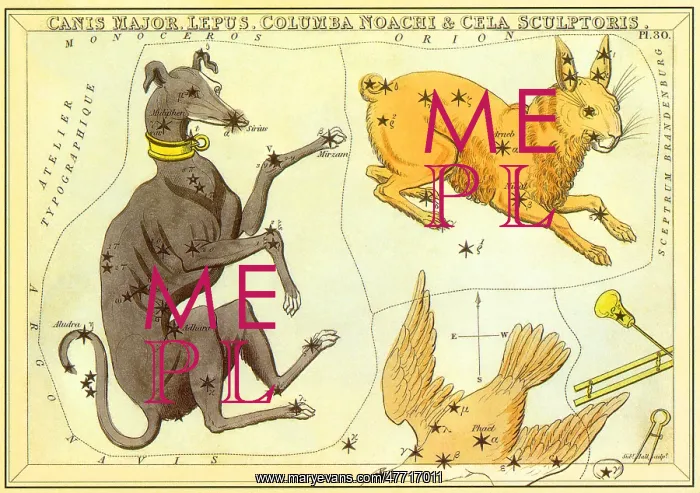 : Dog, Hare and Bird withStars : Dog, Hare and Bird withStars