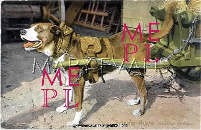 : DOG HARNESSES TO CART : DOG HARNESSES TO CART