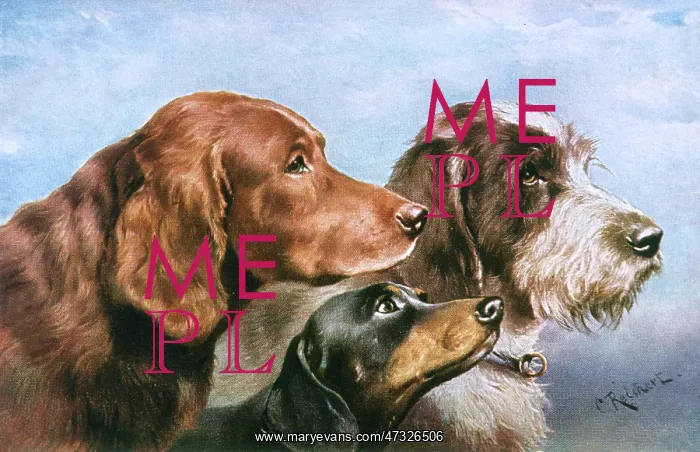  : THREE DOG HEADS