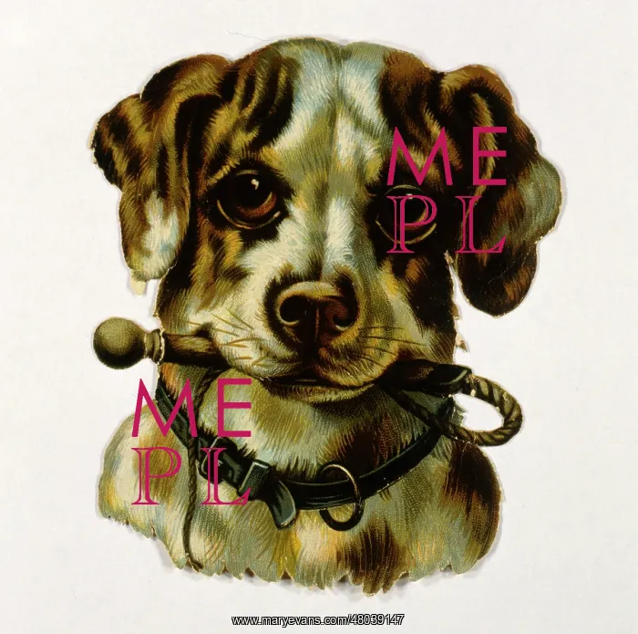  : Dog holding lead in its mouth