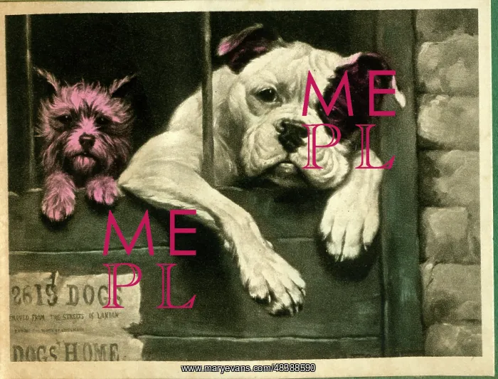 : In the Dog House : In the Dog House