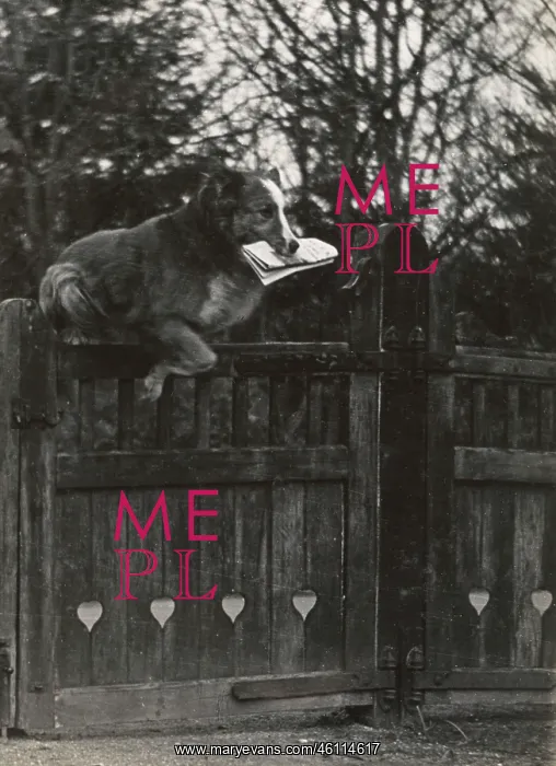 : Dog jumping gate with newspaper in mouth : Dog jumping gate with newspaper in mouth