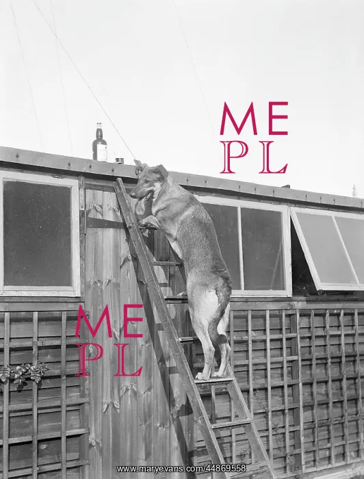  : DOG UP A LADDER