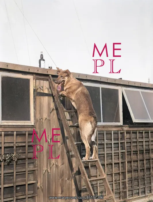: DOG UP A LADDER : DOG UP A LADDER