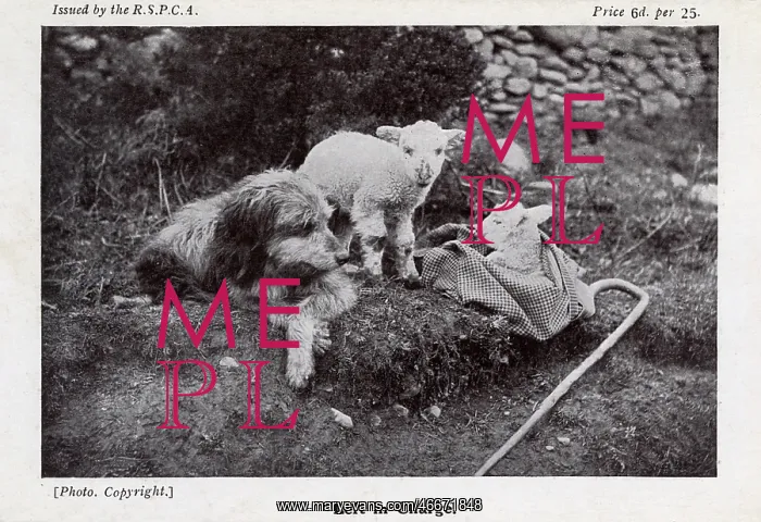 : A dog is left in charge of two young lambs : A dog is left in charge of two young lambs