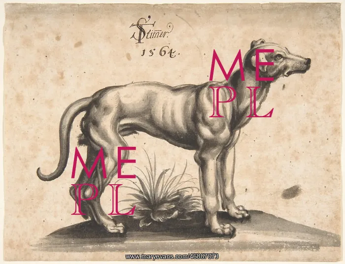 : A Dog Looking to the Right, 1564, Pen and grey : A Dog Looking to the Right, 1564, Pen and grey