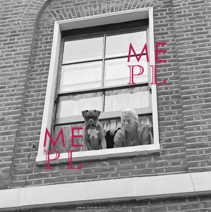 : Dog Looking Out Of A Window : Dog Looking Out Of A Window