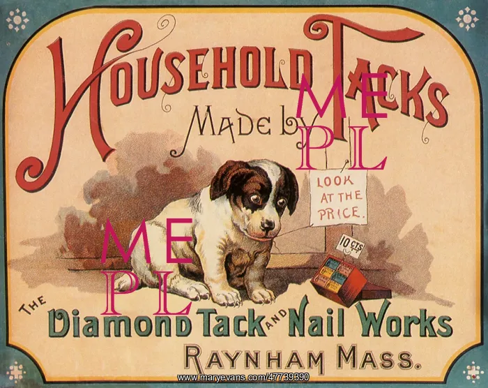  : Dog looks at Box of Tacks