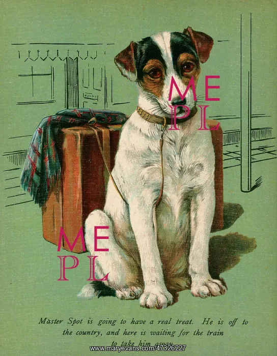: Dog and Luggage : Dog and Luggage