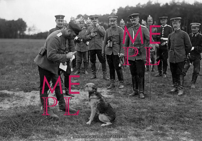: Dog at manoeuvre, around 1900 : Dog at manoeuvre, around 1900