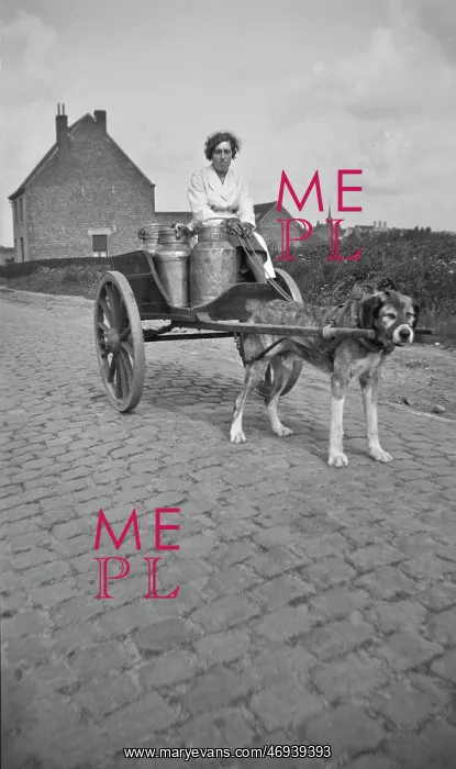 : DOG AND MILKCART : DOG AND MILKCART