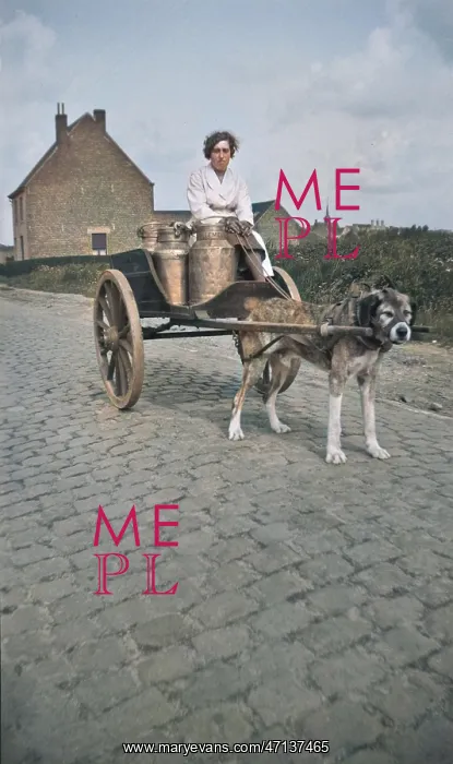 : DOG AND MILKCART : DOG AND MILKCART