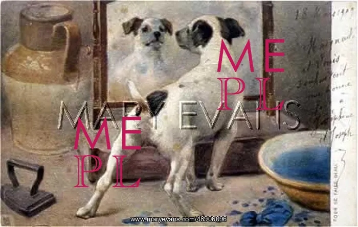 : DOG AND MIRROR : DOG AND MIRROR
