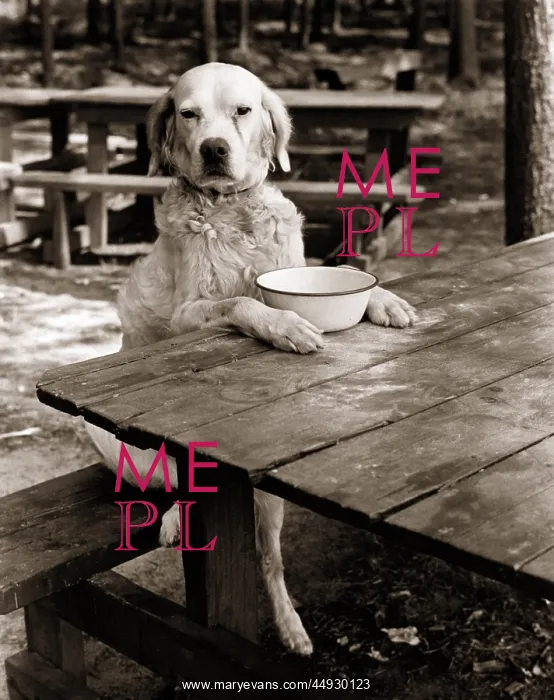  : Dog Mixed Breed Sitting Like Human