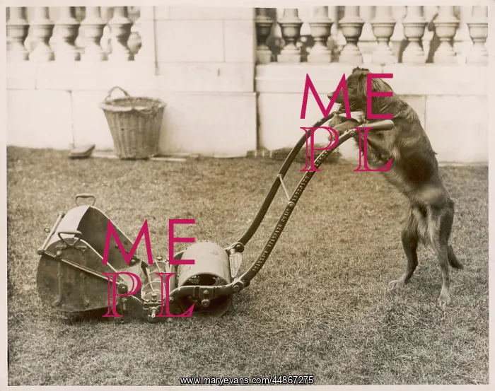 : DOG MOWING THE LAWN : DOG MOWING THE LAWN