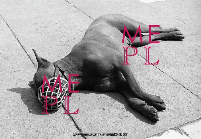 : Dog in a muzzle, basking in the sunshine : Dog in a muzzle, basking in the sunshine