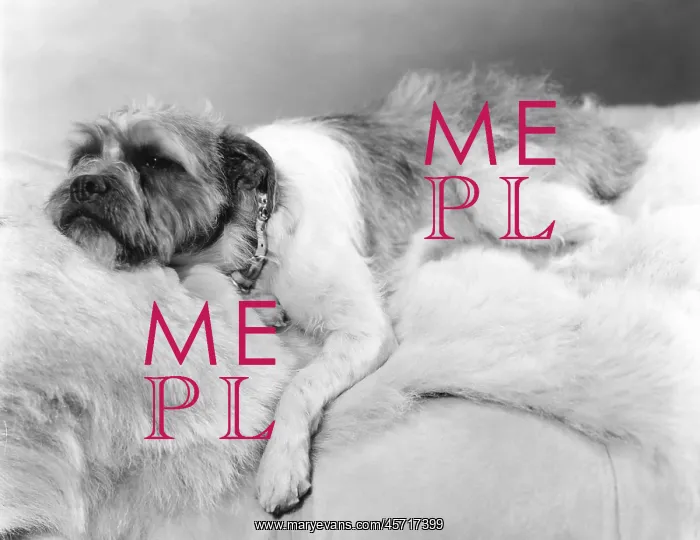 : Dog napping on a fur blanket : Dog napping on a fur blanket
