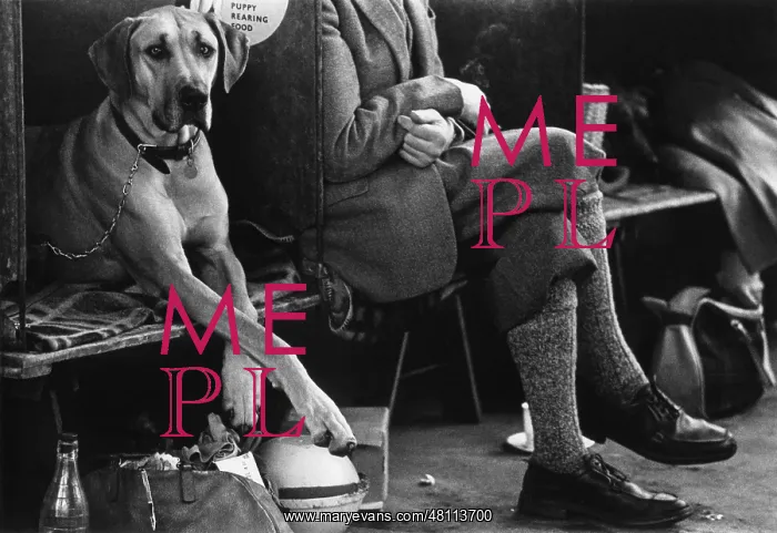 : Dog and owner at a dog show : Dog and owner at a dog show