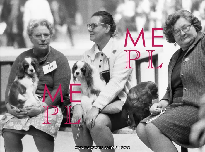 : Dog owners and spaniels at a dog show : Dog owners and spaniels at a dog show