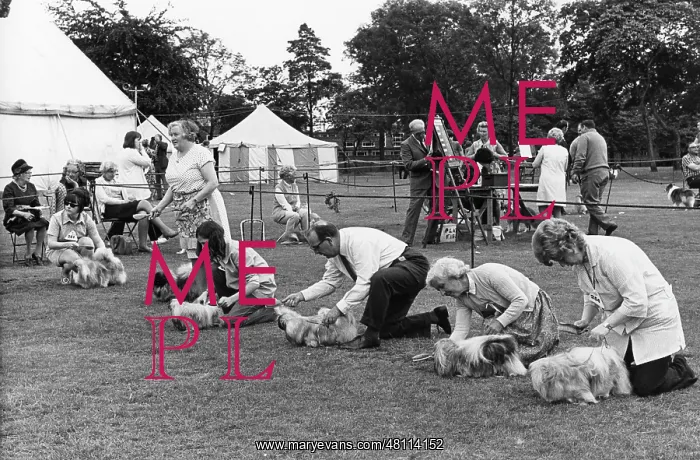 : Dog show in a park : Dog show in a park